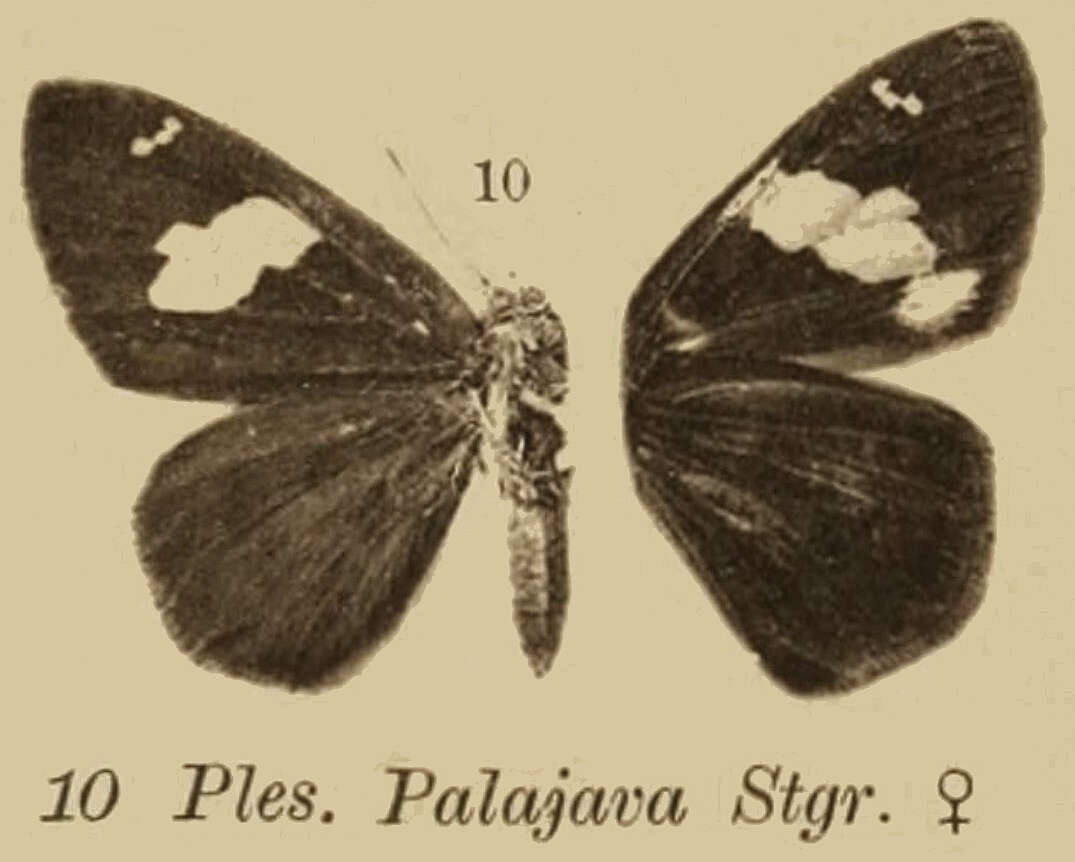 Plancia ëd Celaenorrhinus asmara Butler 1879