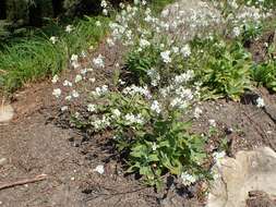 Image of alpine rockcress