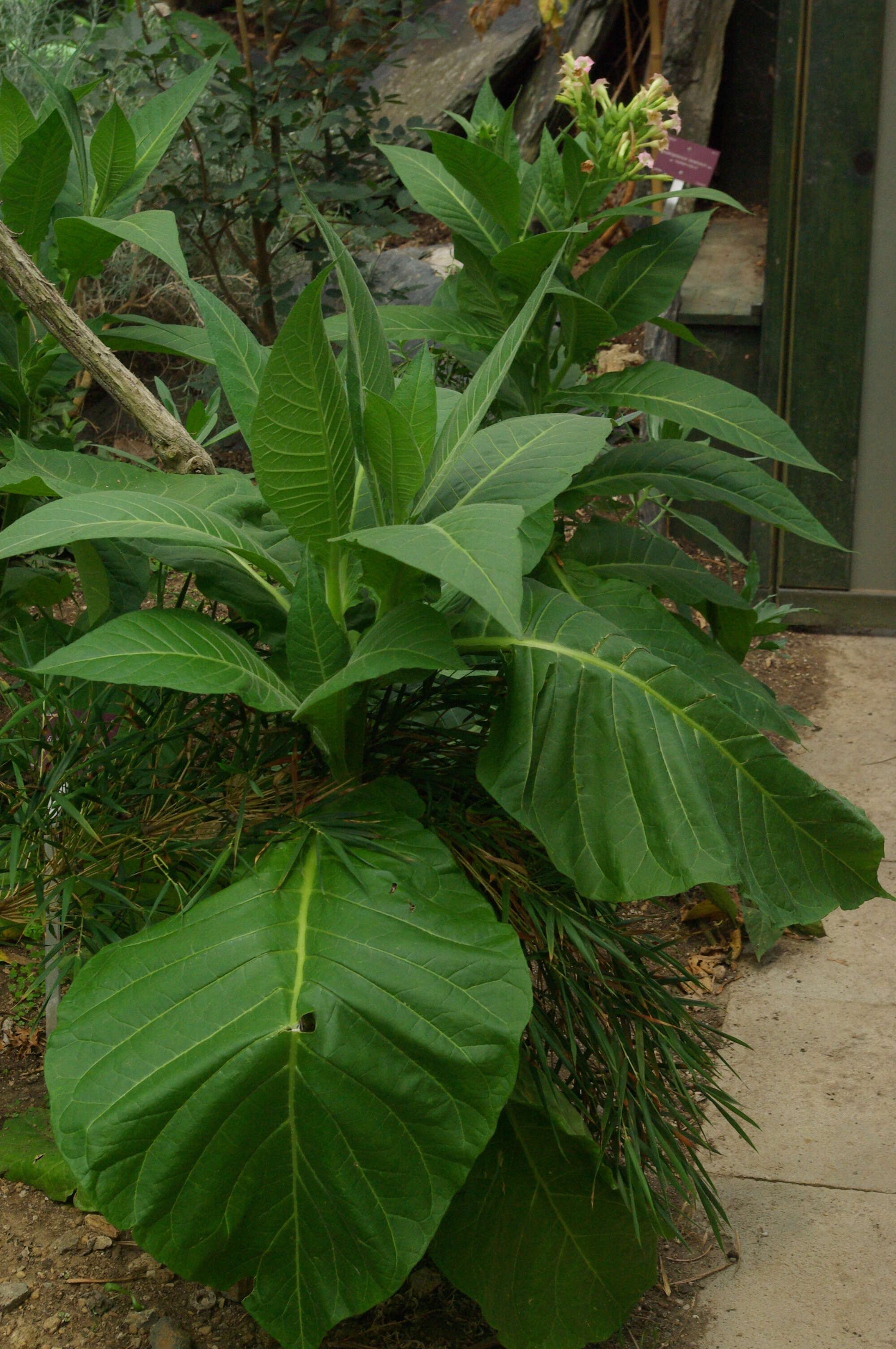 Image de Digitalis sceptrum L. fil.