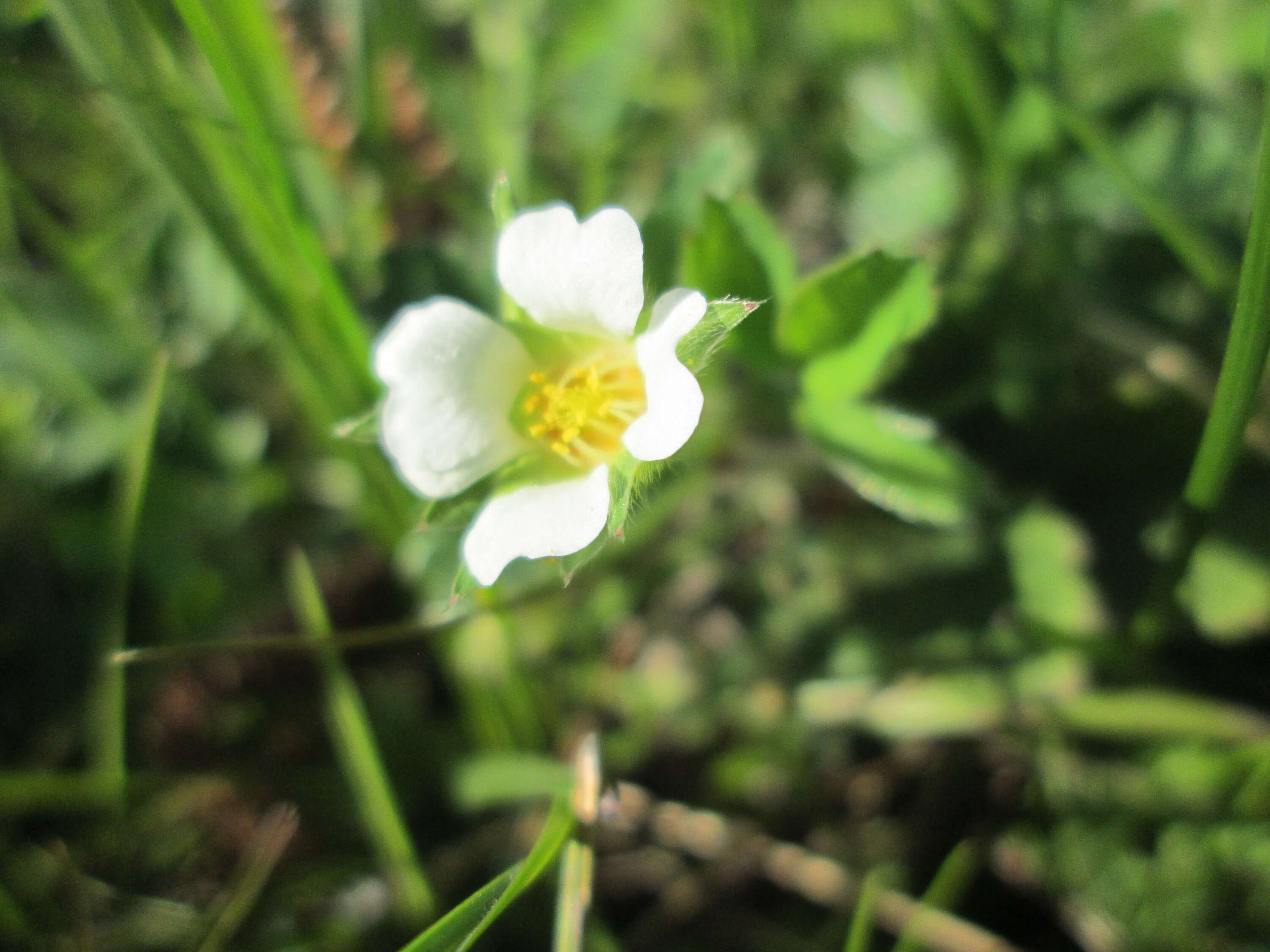 Image of Barren Strawberry