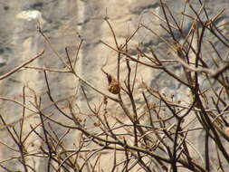 Image of Thick-billed Flowerpecker