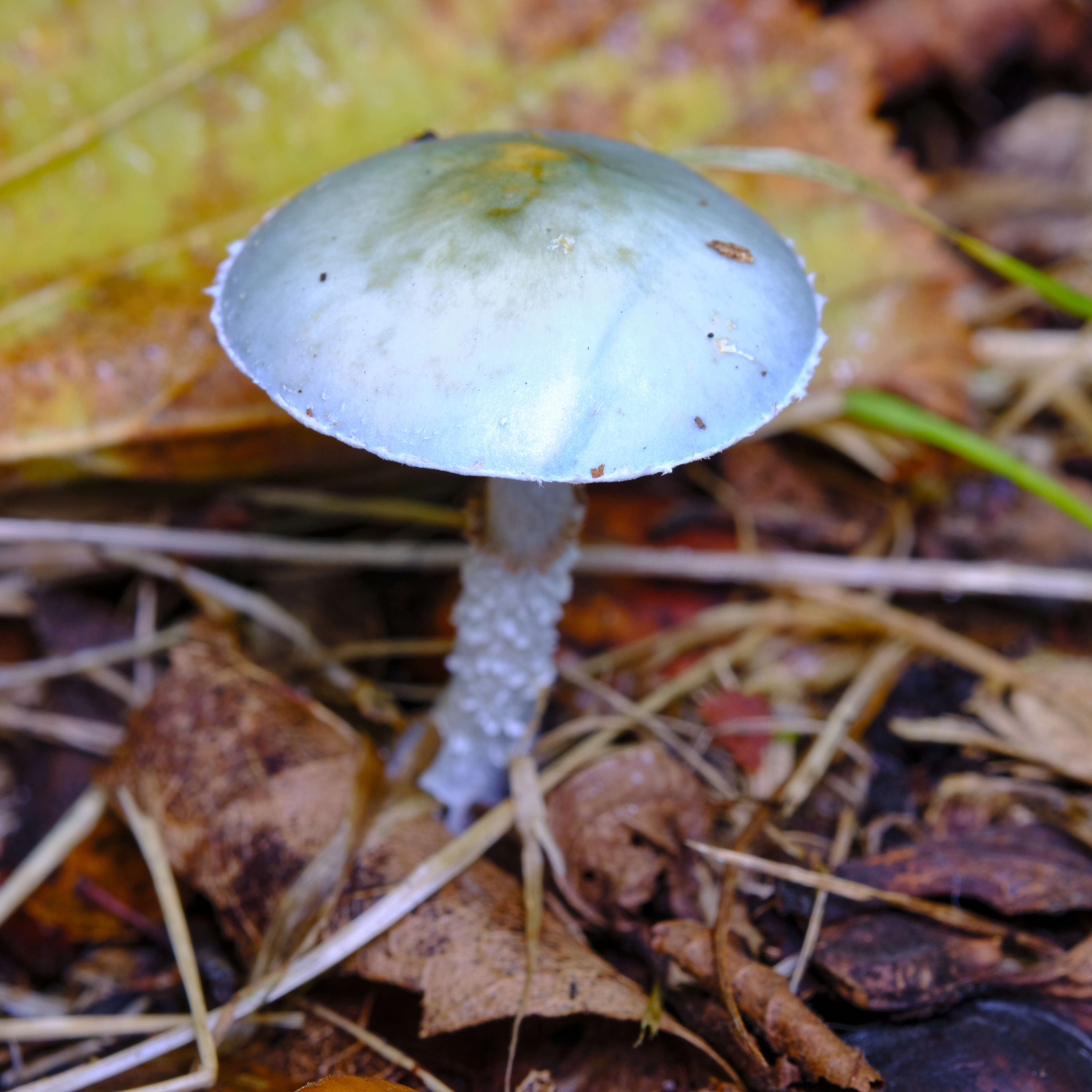 Plancia ëd Stropharia caerulea Kreisel 1979