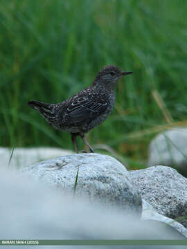 Image of Brown Dipper