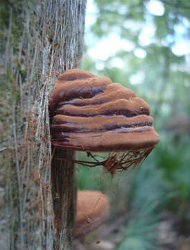 Ganoderma zonatum Murrill 1902的圖片