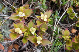 Image of bunchberry dogwood