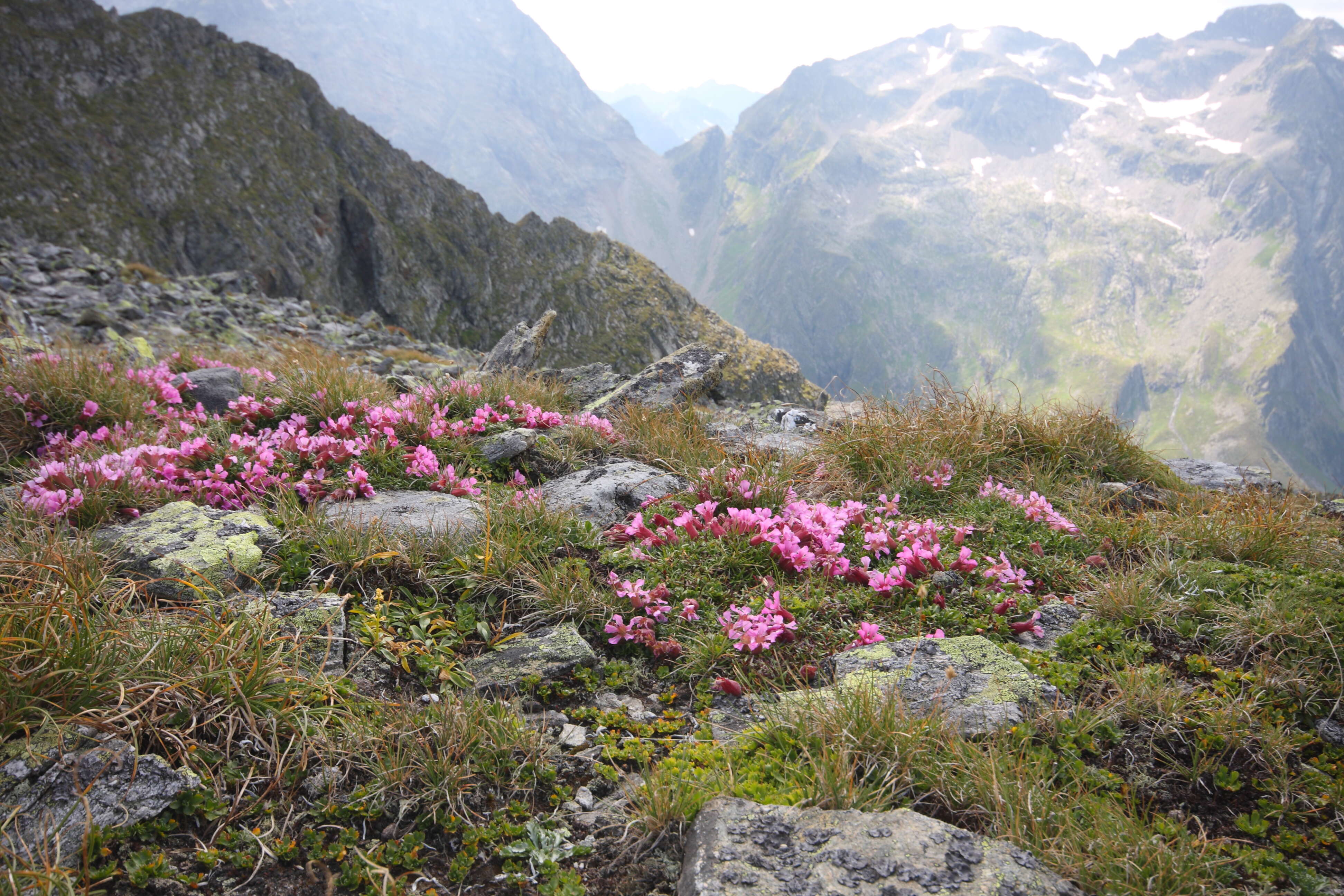 Image of Saponaria pumila Janchen