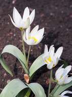 Image de Tulipa biflora Pall.