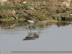 Image of Green Sandpiper