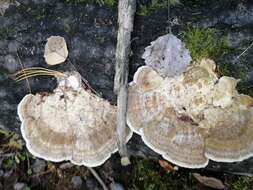 Image of Trametes trogii Berk. 1850