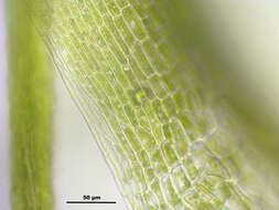 Image of denuded dicranodontium moss