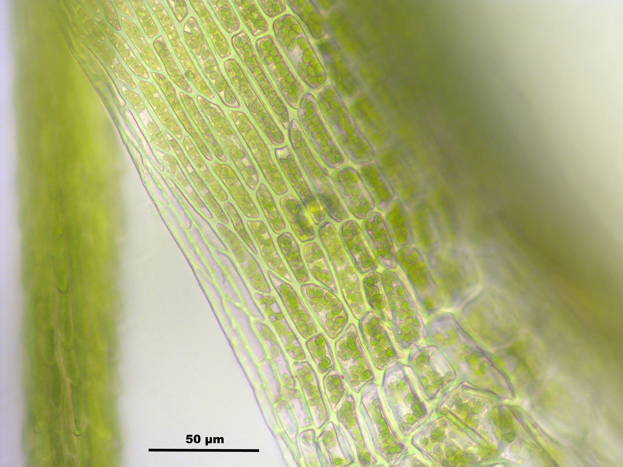 Image of denuded dicranodontium moss