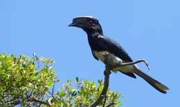 Image of Trumpeter Hornbill