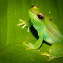 Image of Paolo's lime treefrog