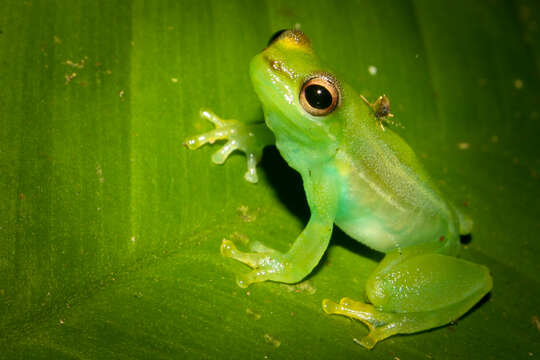 Image of Paolo's lime treefrog