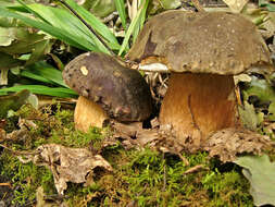 Image of Boletus aereus Bull. 1789