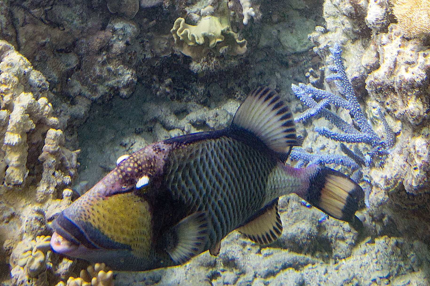 Image of Titan triggerfish