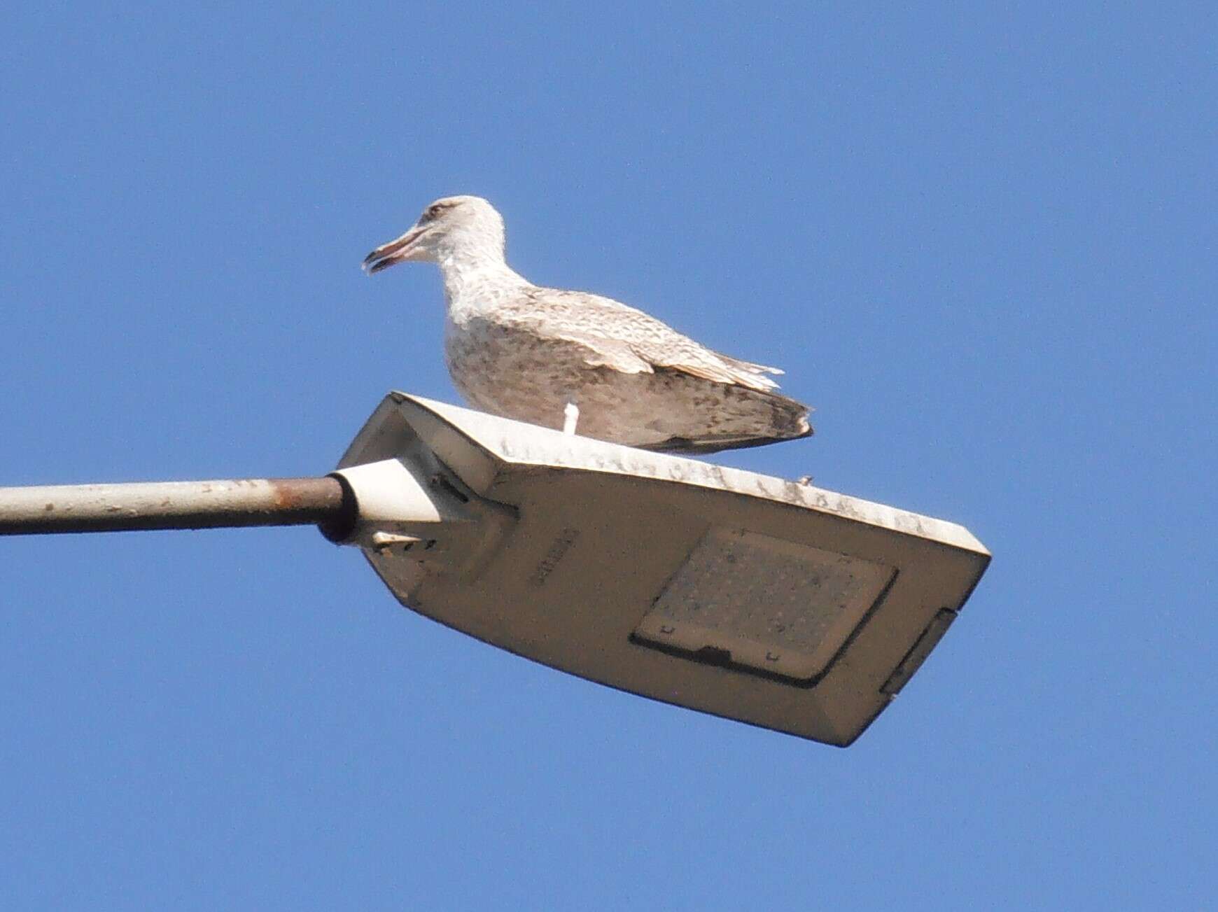 Image of European Herring Gull