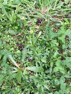 Image of Latin American Fleabane