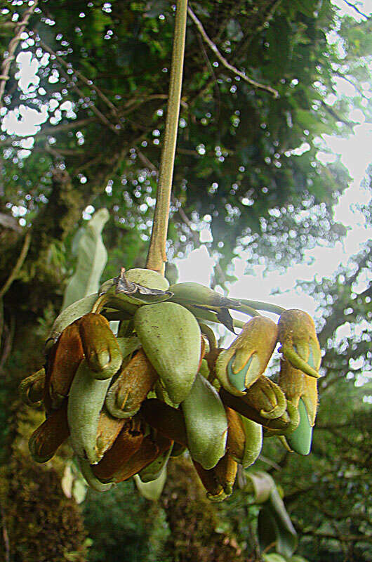 Image of oxeye bean