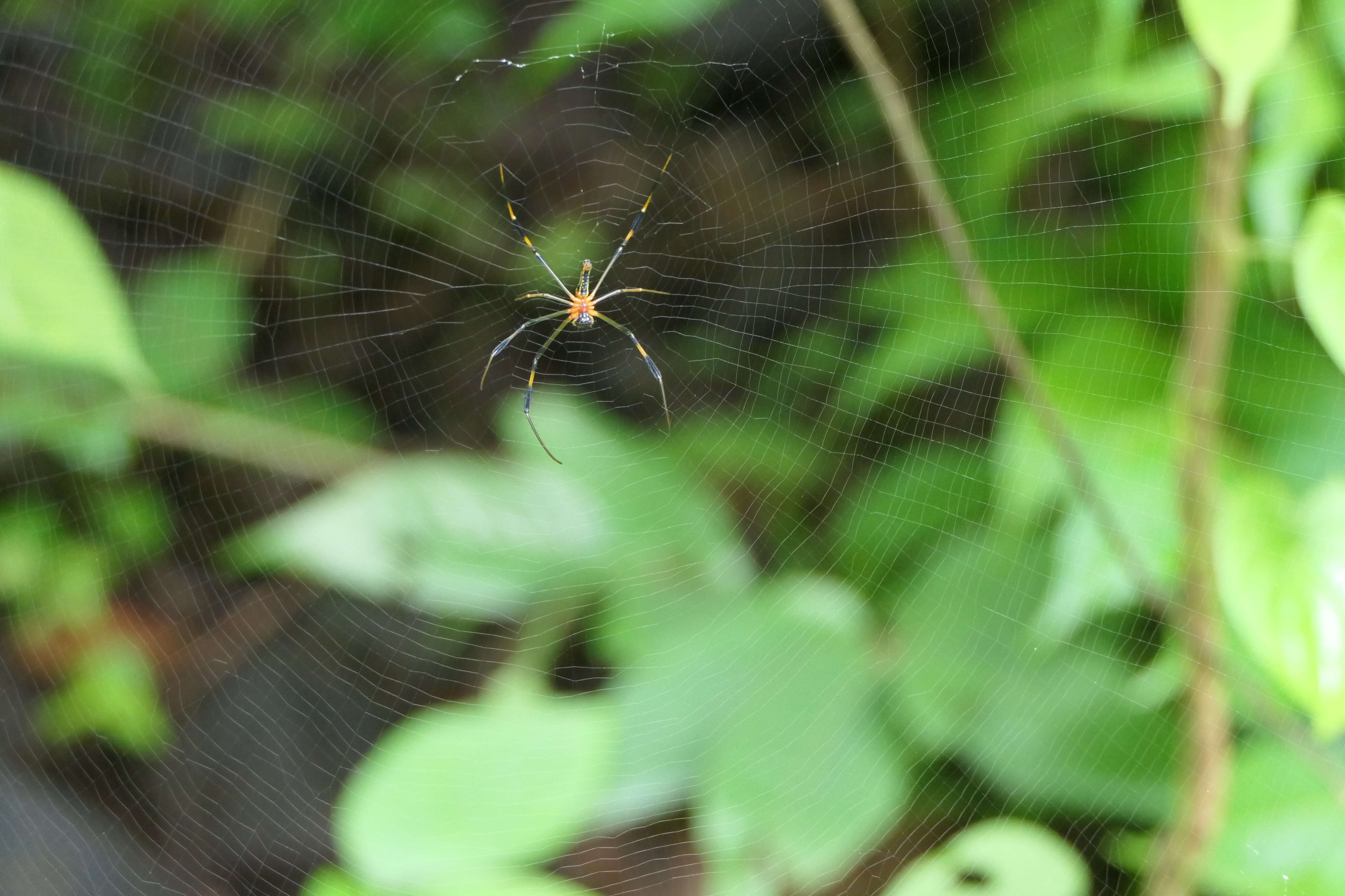 Image of Nephila pilipes (Fabricius 1793)