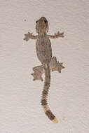 Image of Gekko tokehos