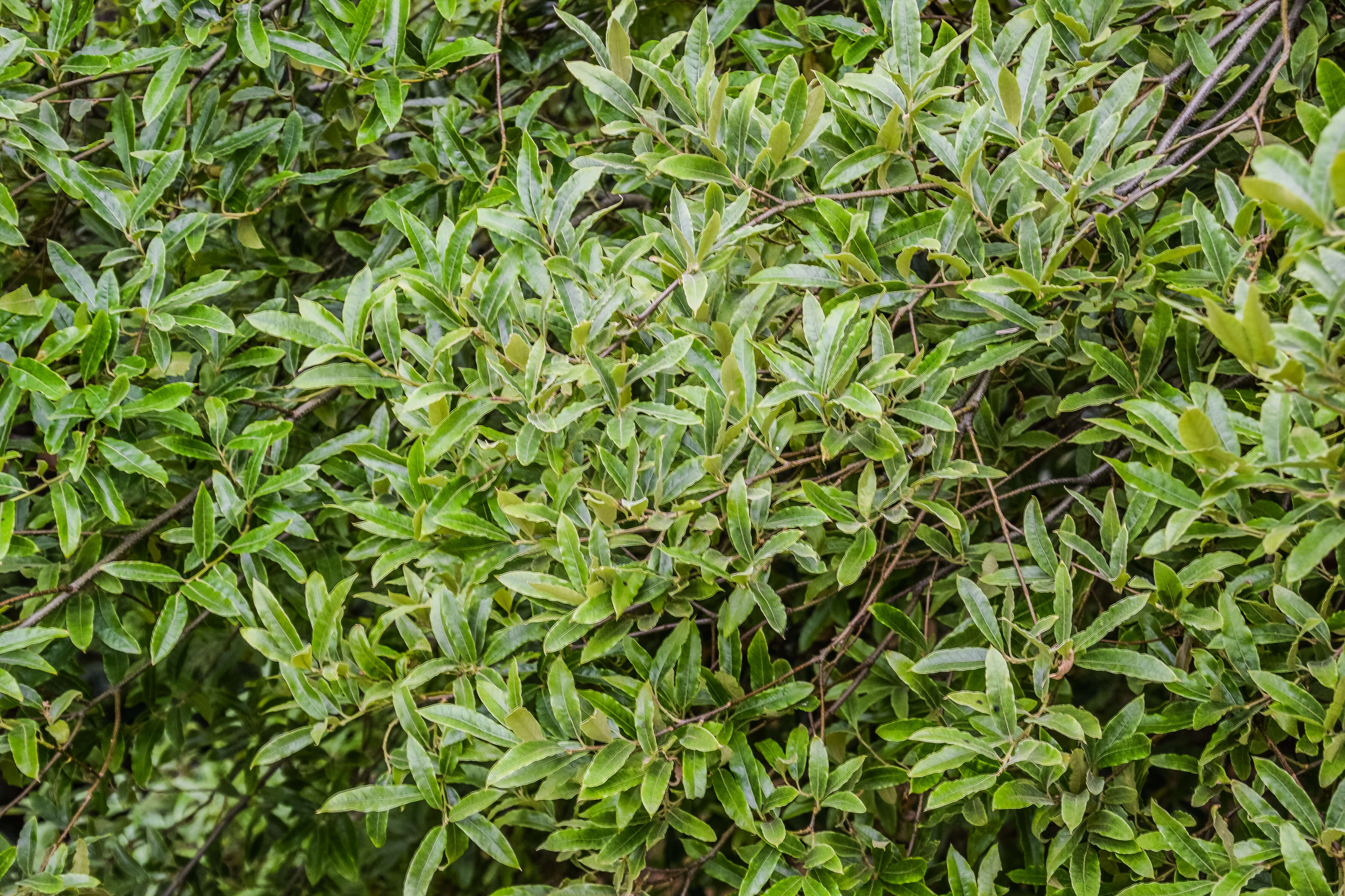 Image de Quercus salicifolia Née