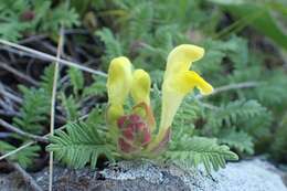 Image of Scutellaria orientalis L.