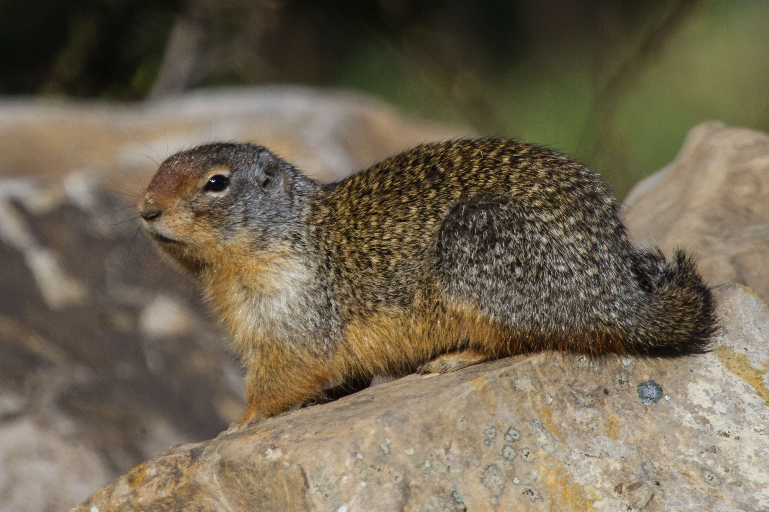 Image of Columbian ground squirrel