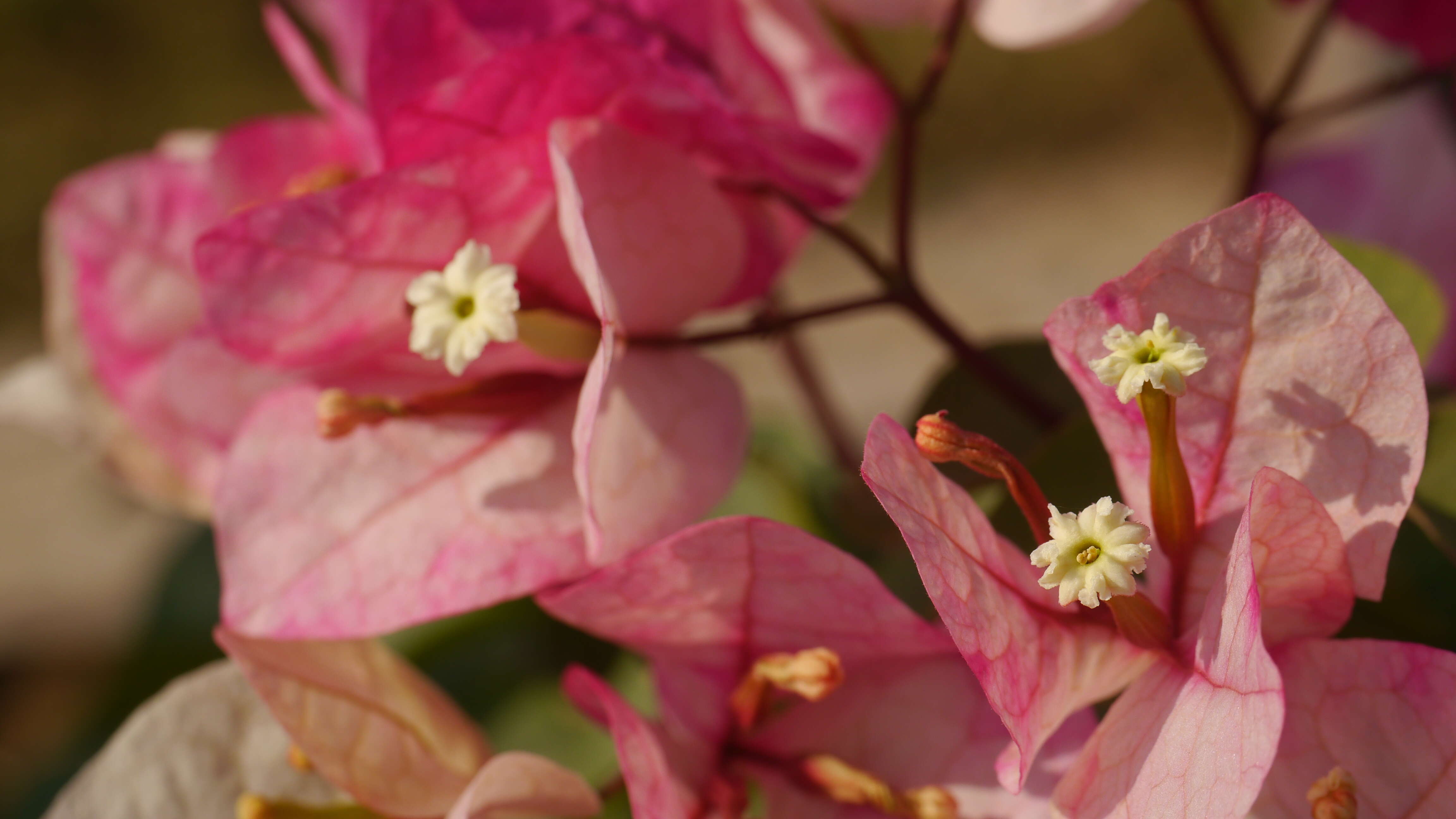 Слика од Bougainvillea glabra Choisy