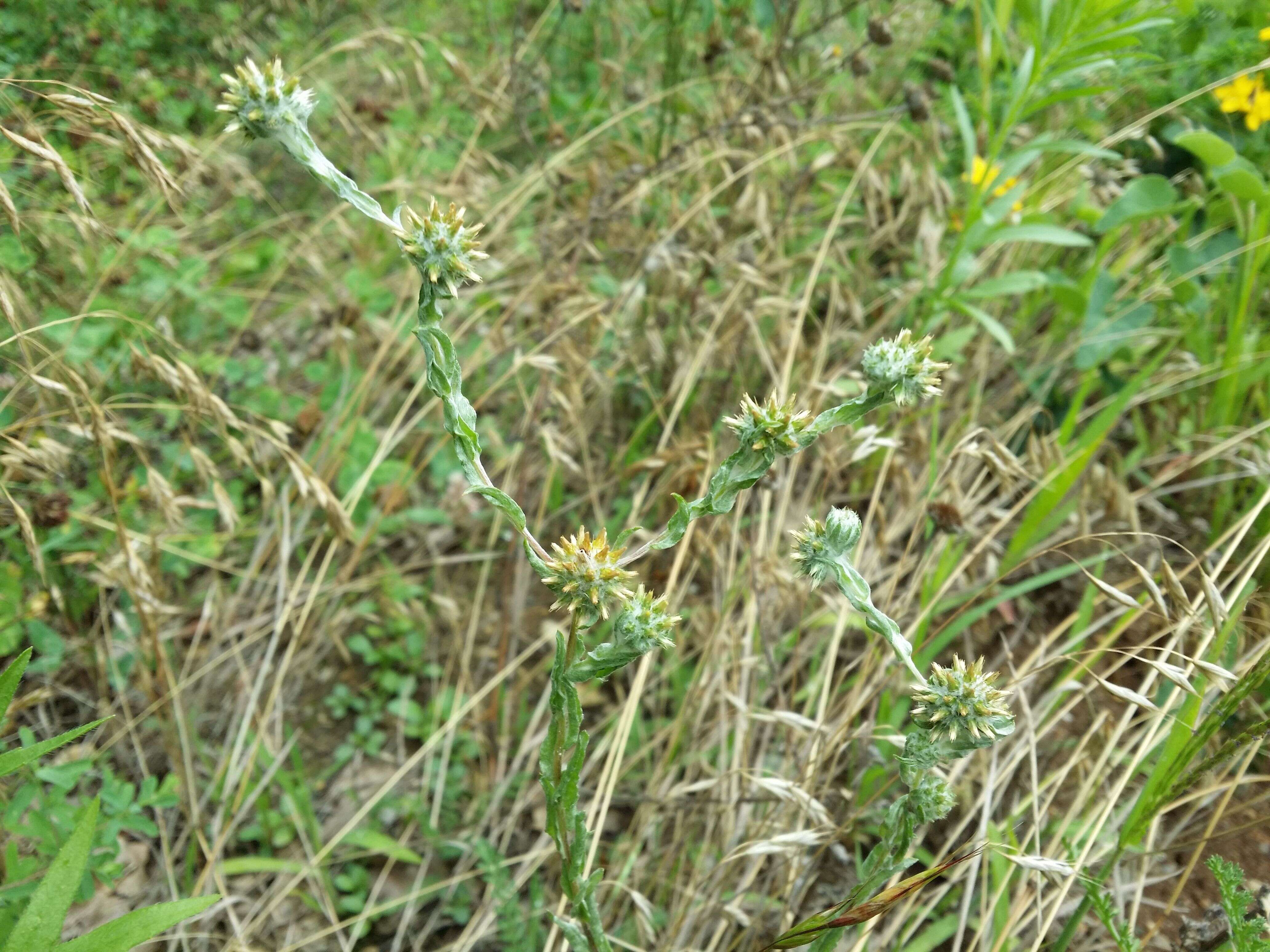 Image of common cottonrose