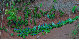 Image of Blue-headed Parrot