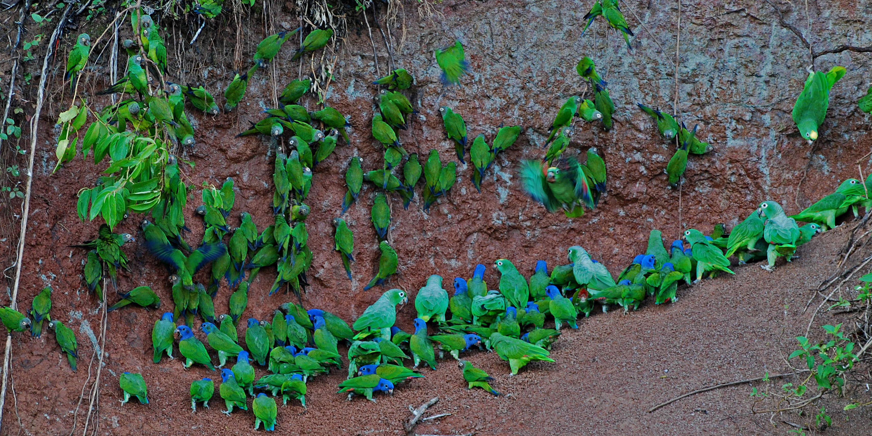 Image of Blue-headed Parrot