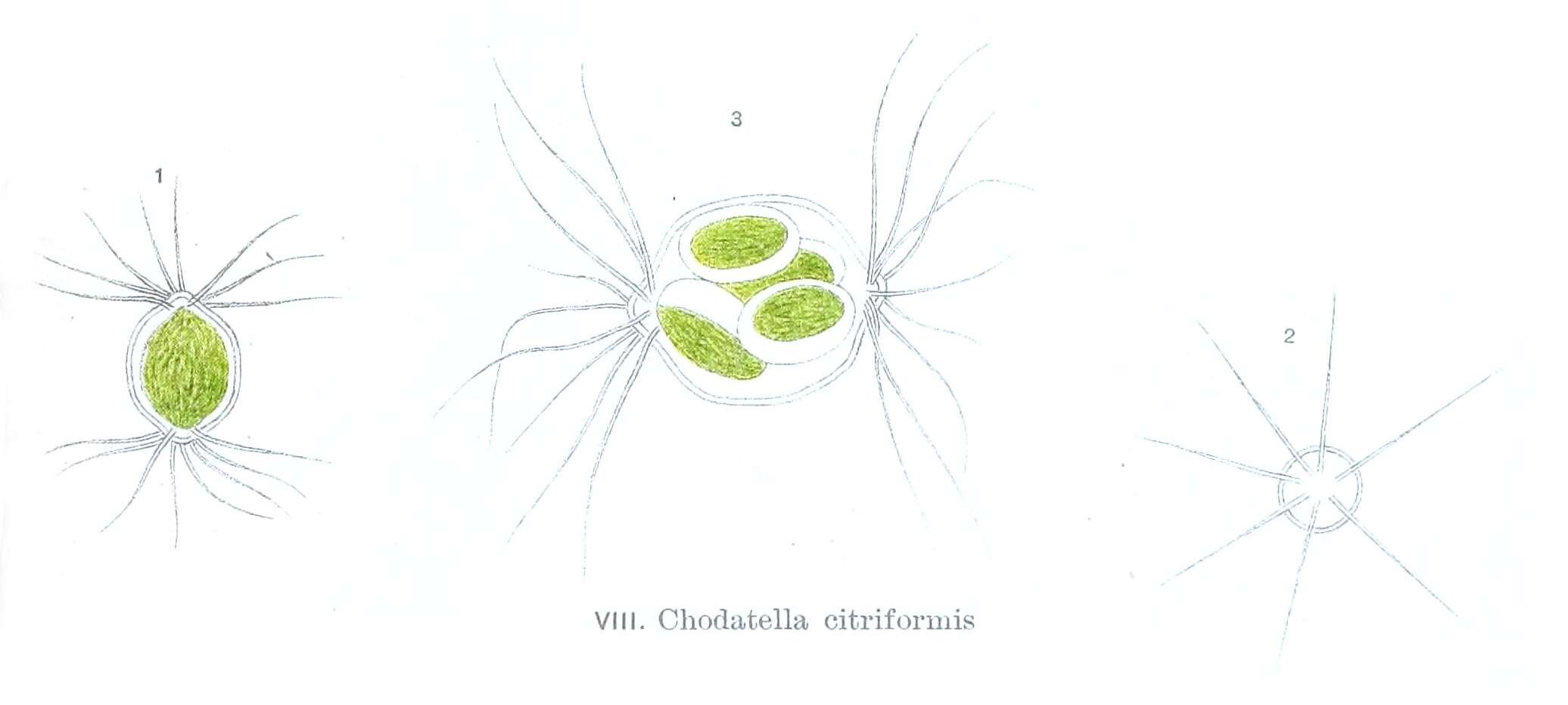 Image of Lagerheimia R. Chodat 1895