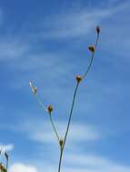 Image of sand rush