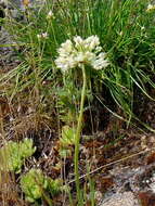 Image of Allium flavescens Besser