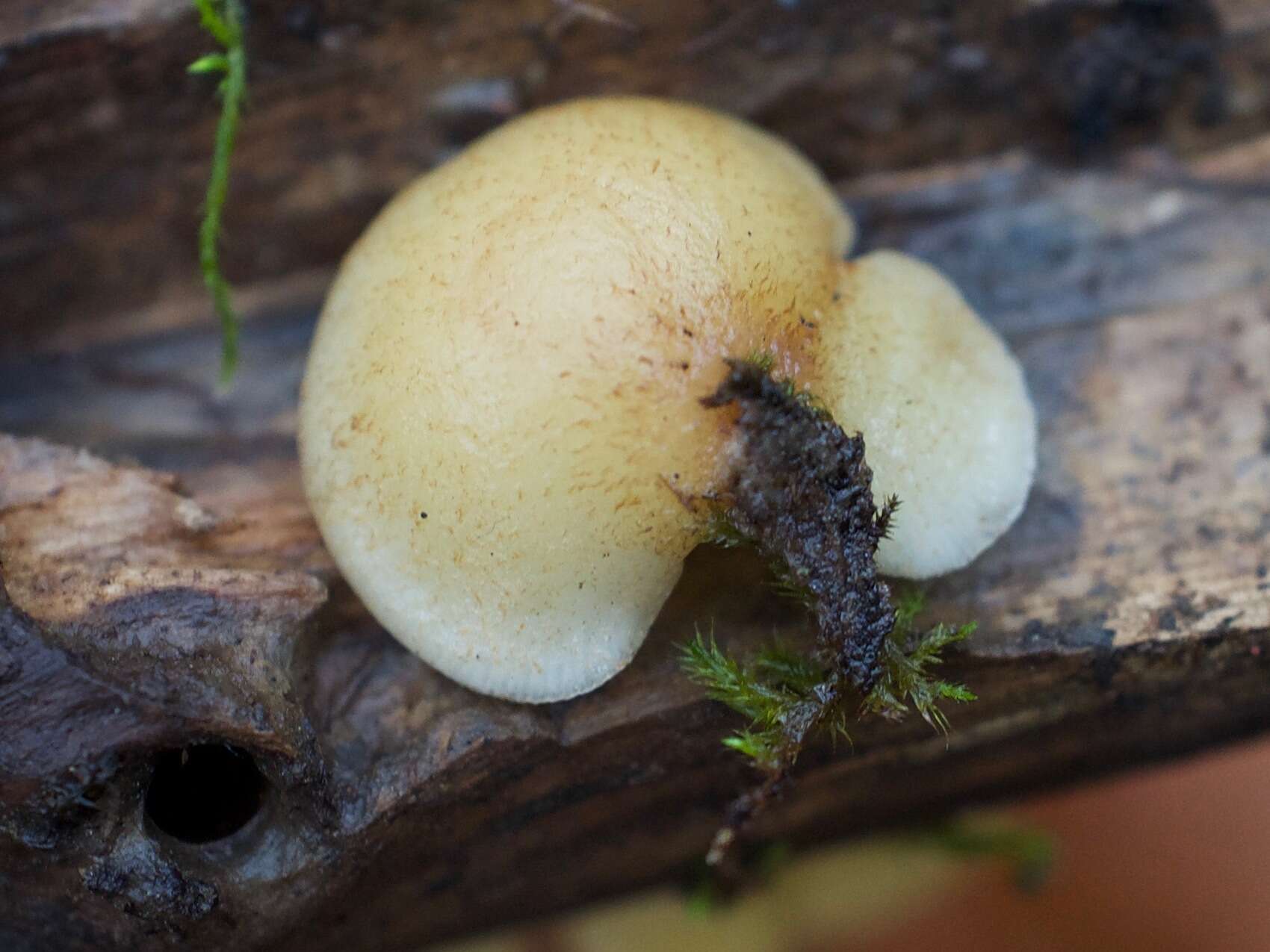 Image of Crepidotus mollis (Schaeff.) Staude 1857