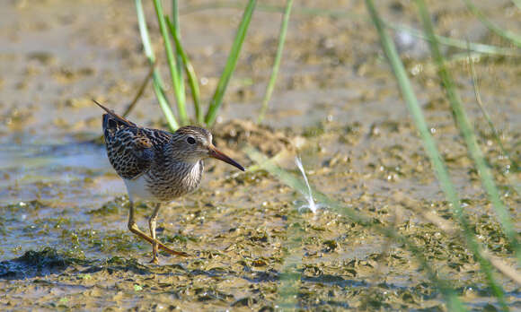 Image of Pectoral Sandpiper