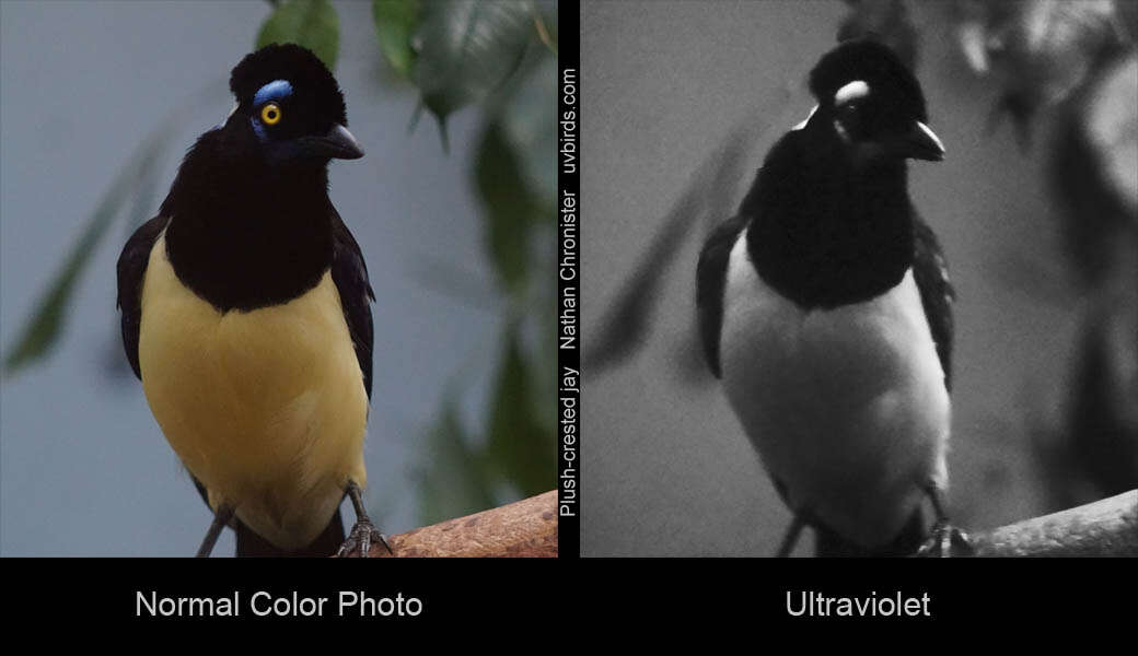 Image of Plush-crested Jay