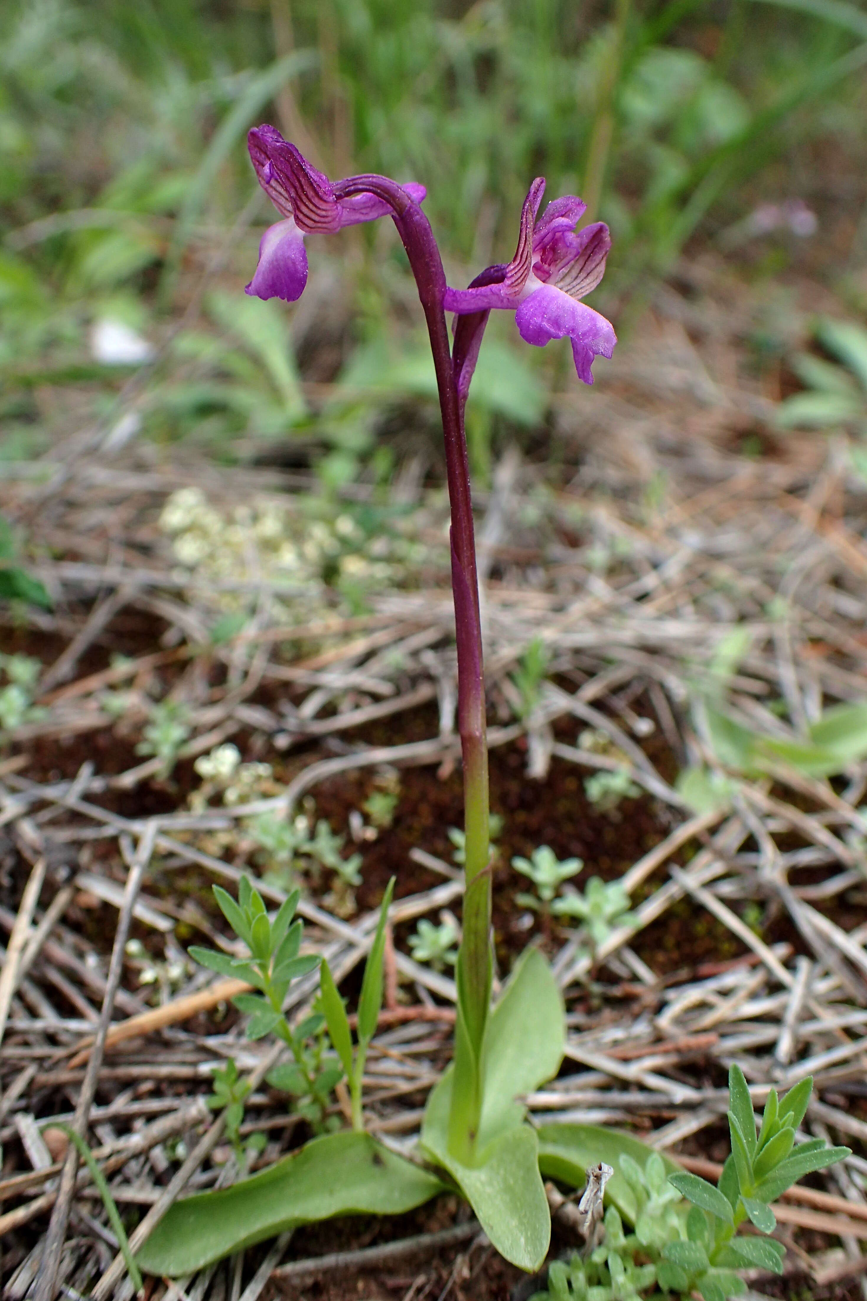 Image of Anacamptis morio subsp. syriaca (E. G. Camus) H. Kretzschmar, Eccarius & H. Dietr.