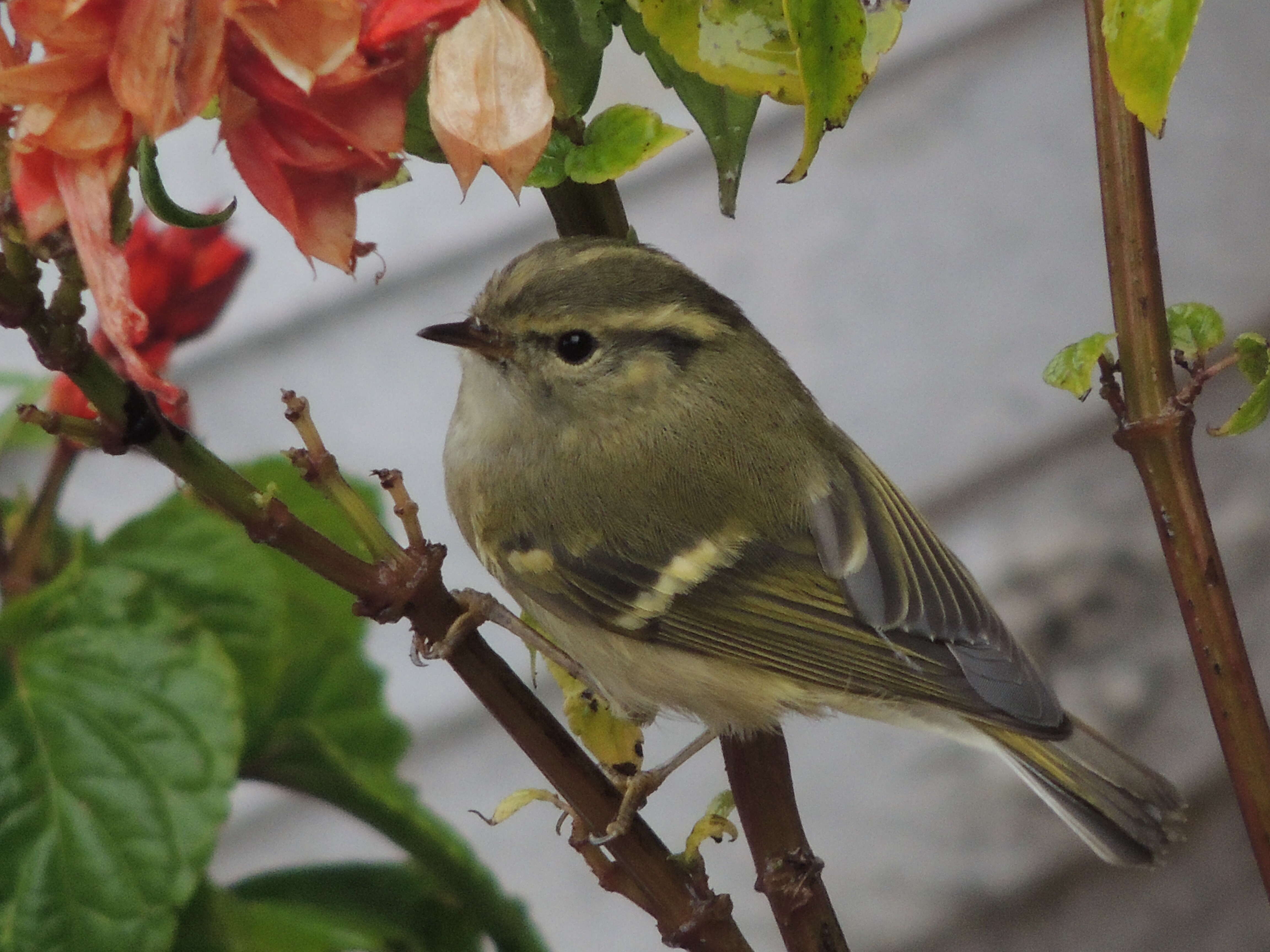 Phylloscopus chloronotus (Gray, JE, Gray & GR 1847) resmi