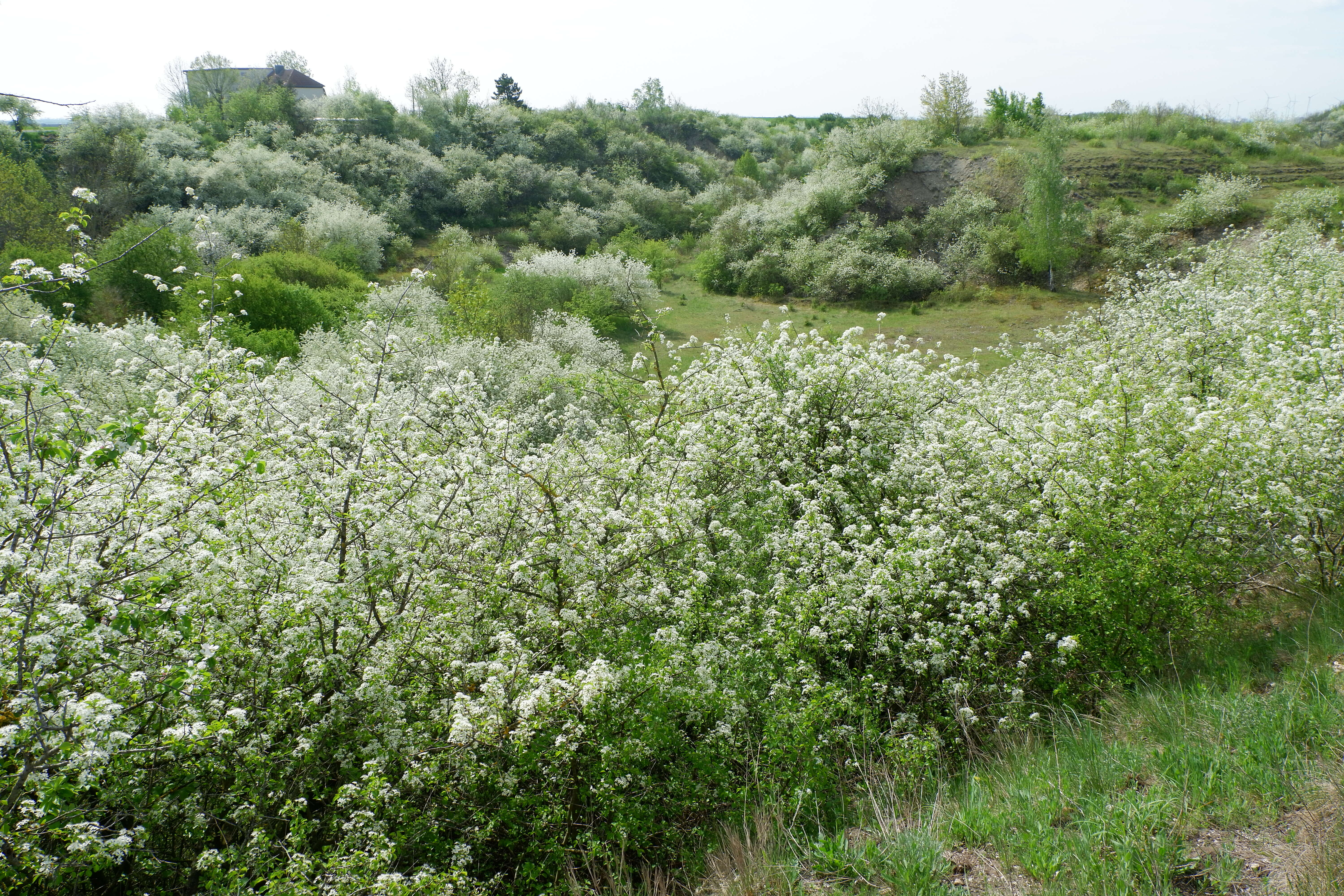 Image of Mahaleb cherry