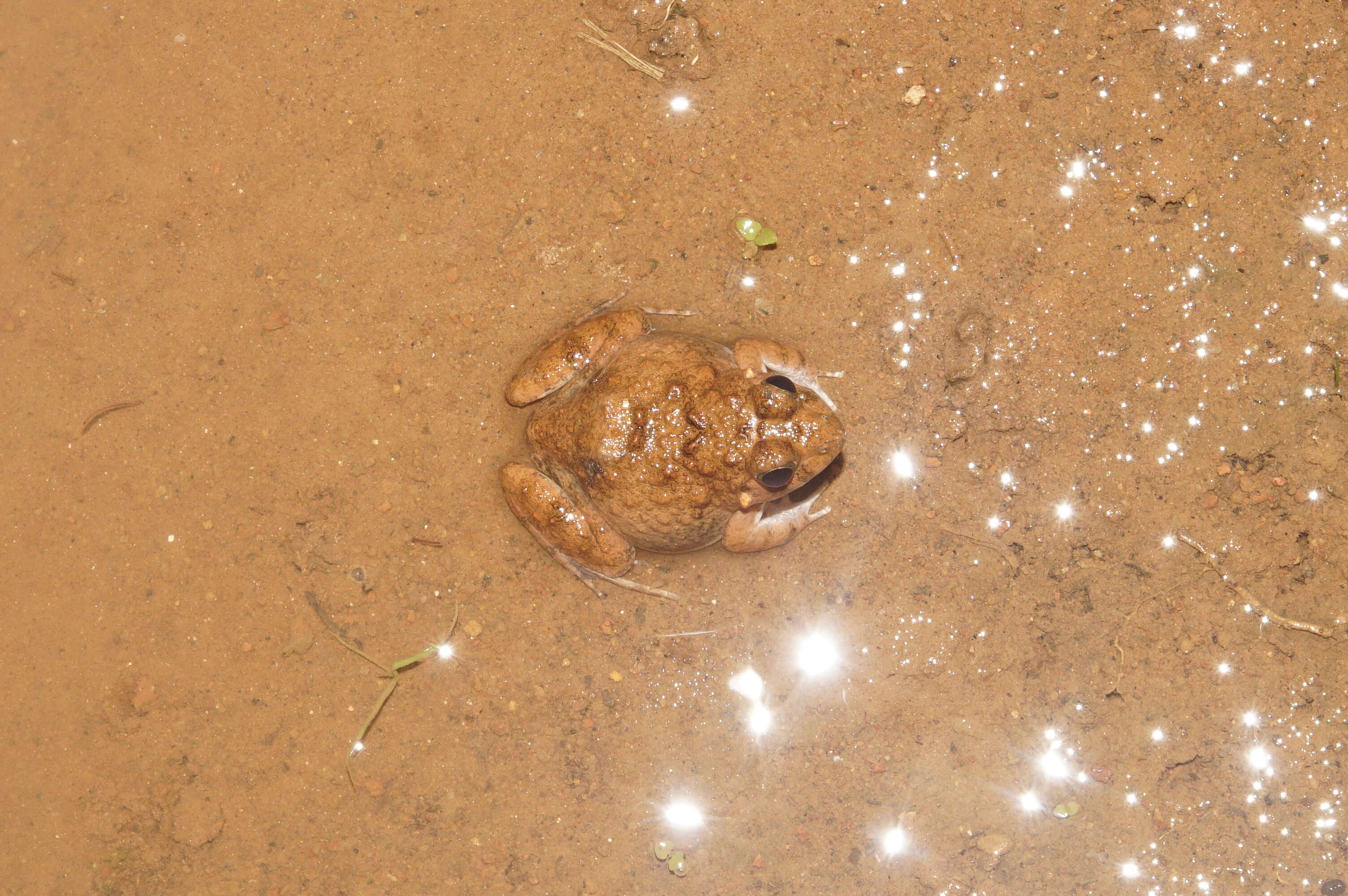 Image of Malabar Wart Frog