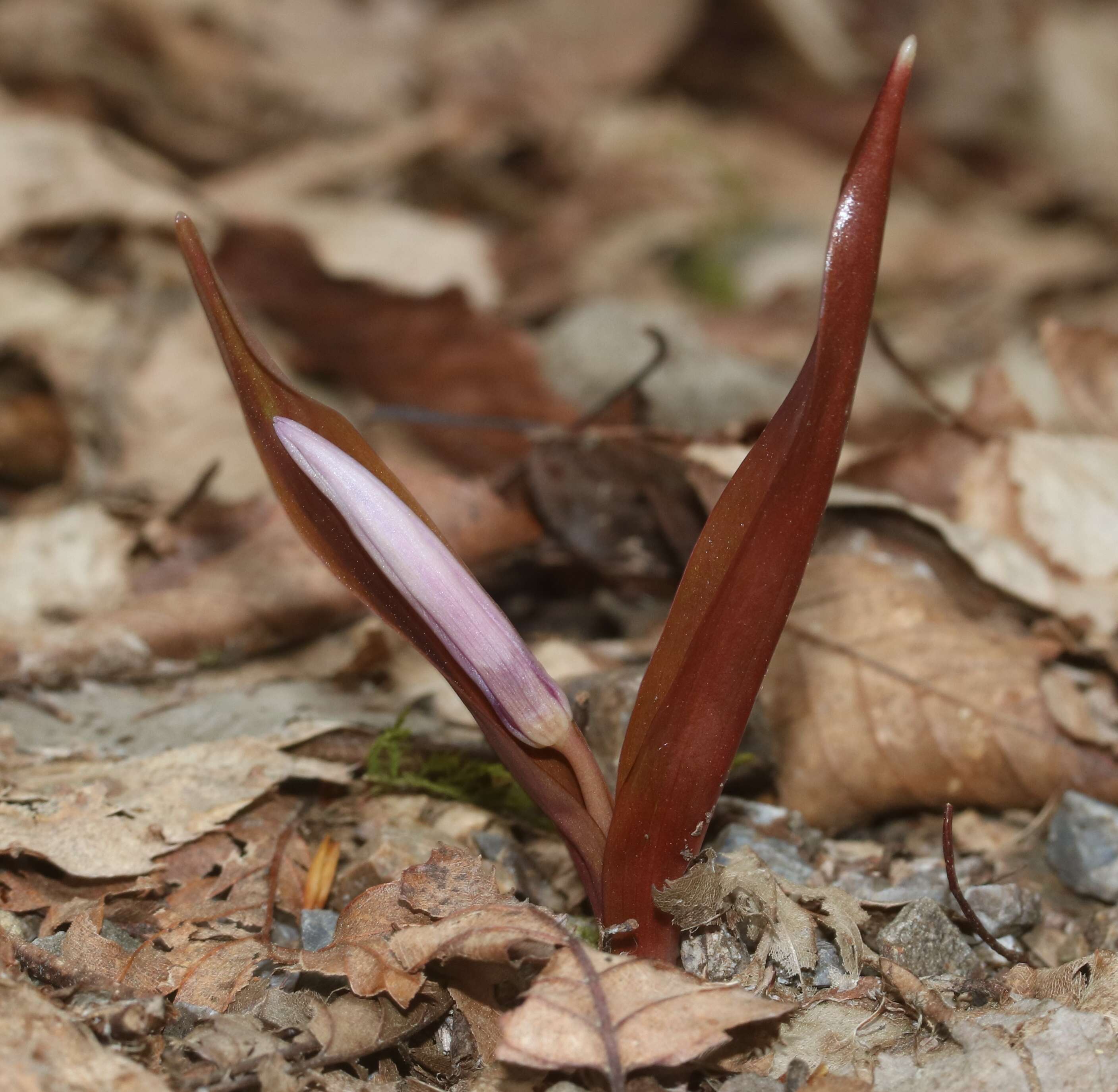 Image of Erythronium japonicum Decne.