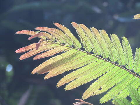 Image of Chinese albizia