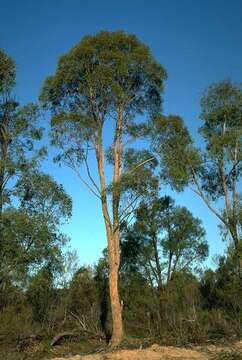 Image of Eucalyptus apothalassica L. A. S. Johnson & K. D. Hill