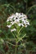 Слика од Ornithogalum saundersiae Baker