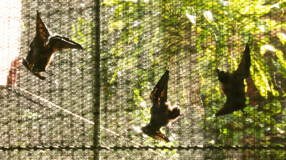 Image of Marianas Flying Fox