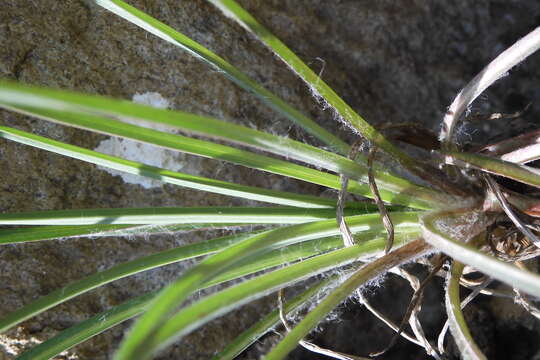 Image of yellow salsify