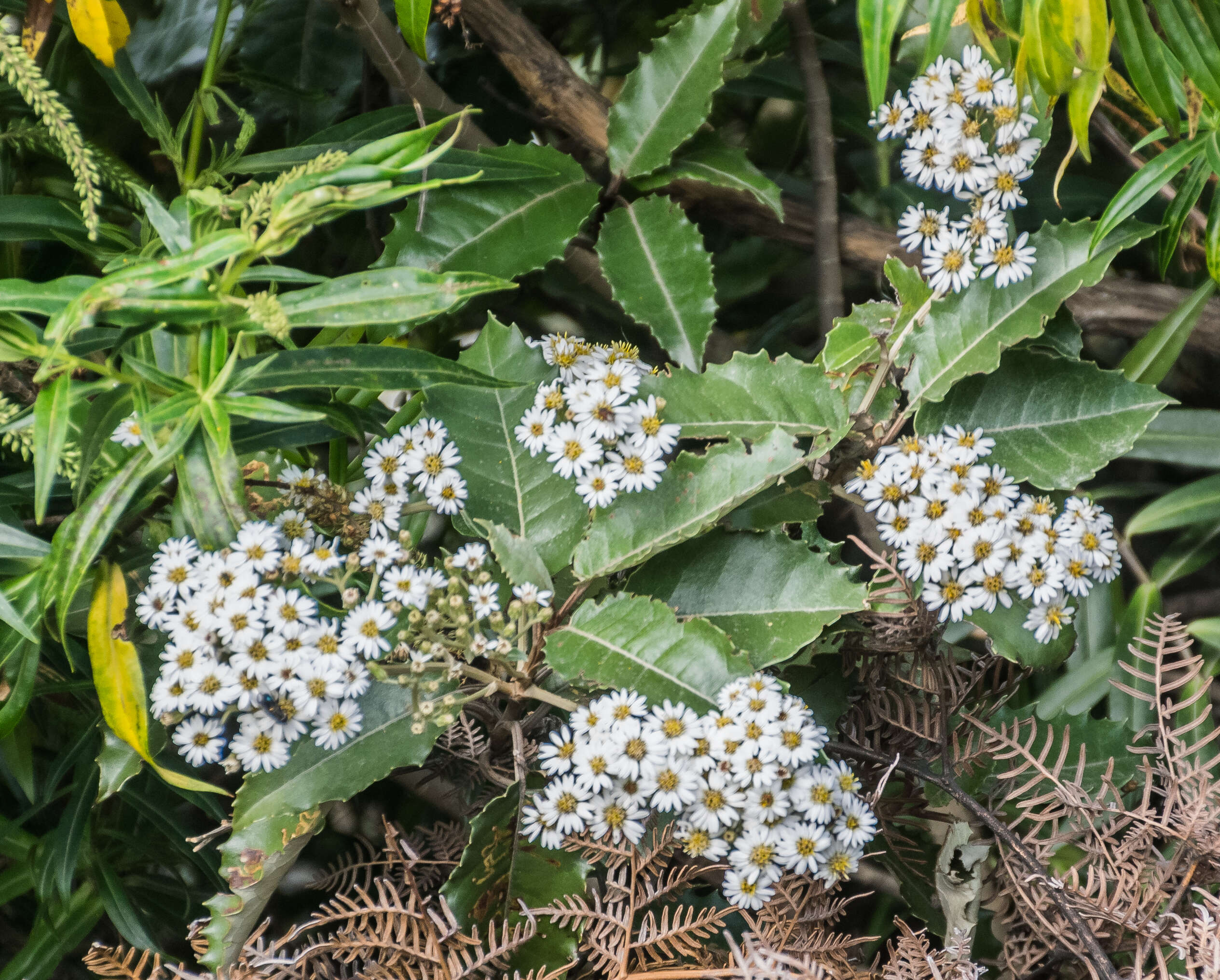 Olearia ilicifolia Hook. fil. resmi