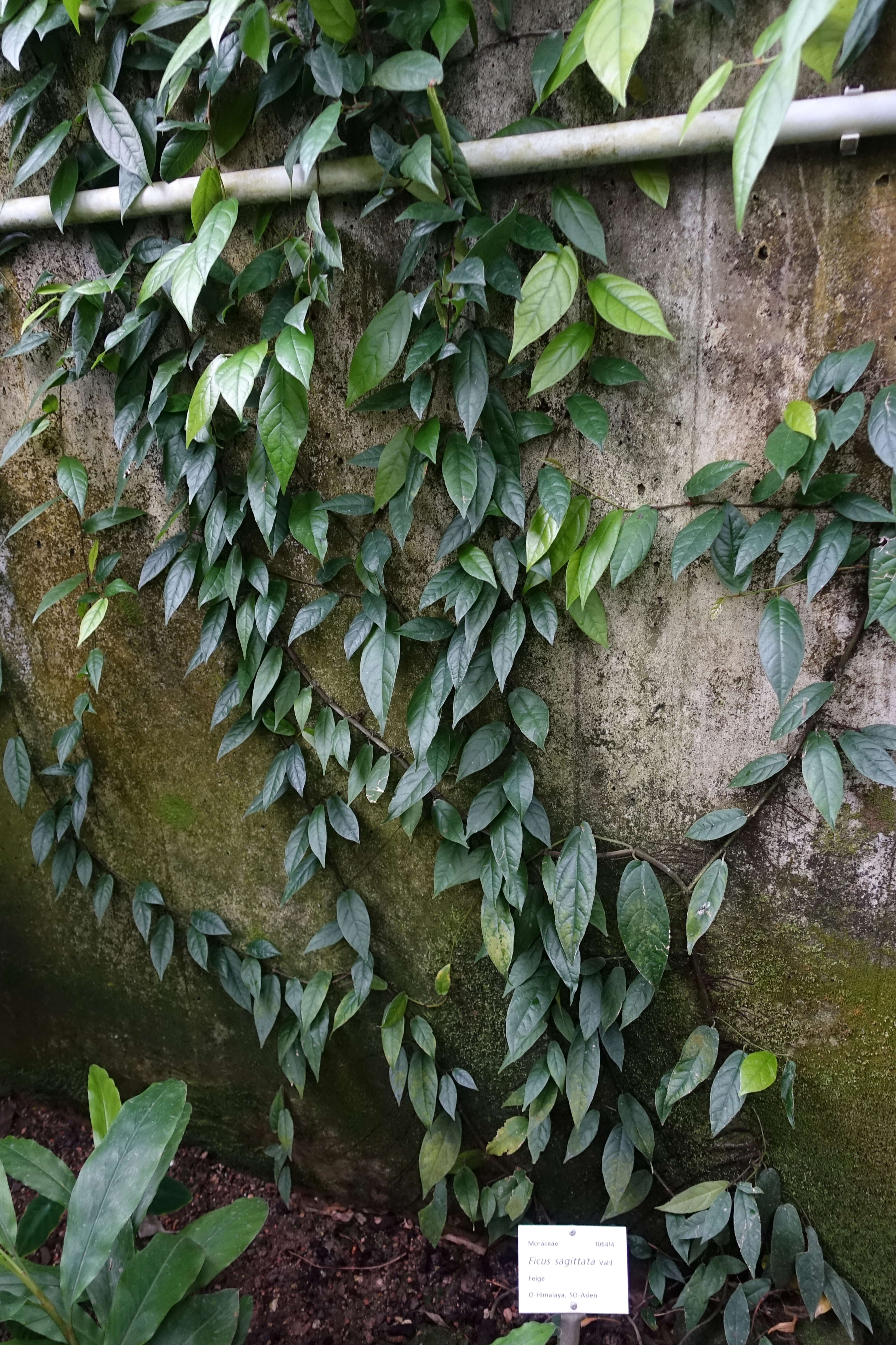 Plancia ëd Ficus sagittata J. König ex Vahl